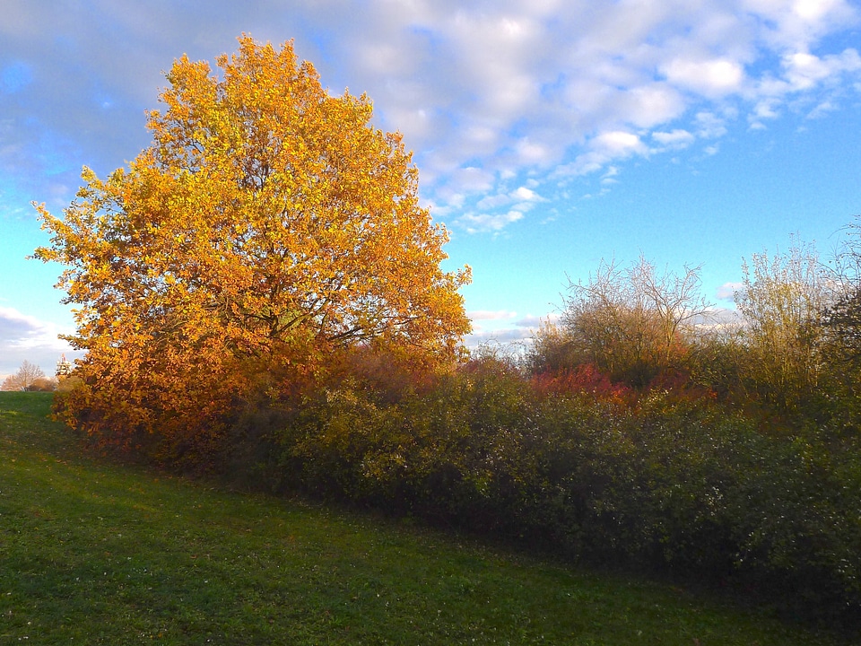 Autumn fall foliage