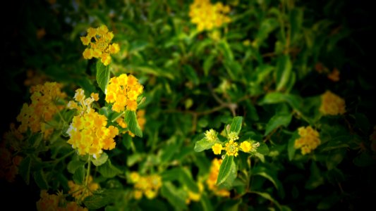 Beautiful Flowers Bloom photo