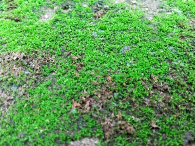 Agriculture Depth Of