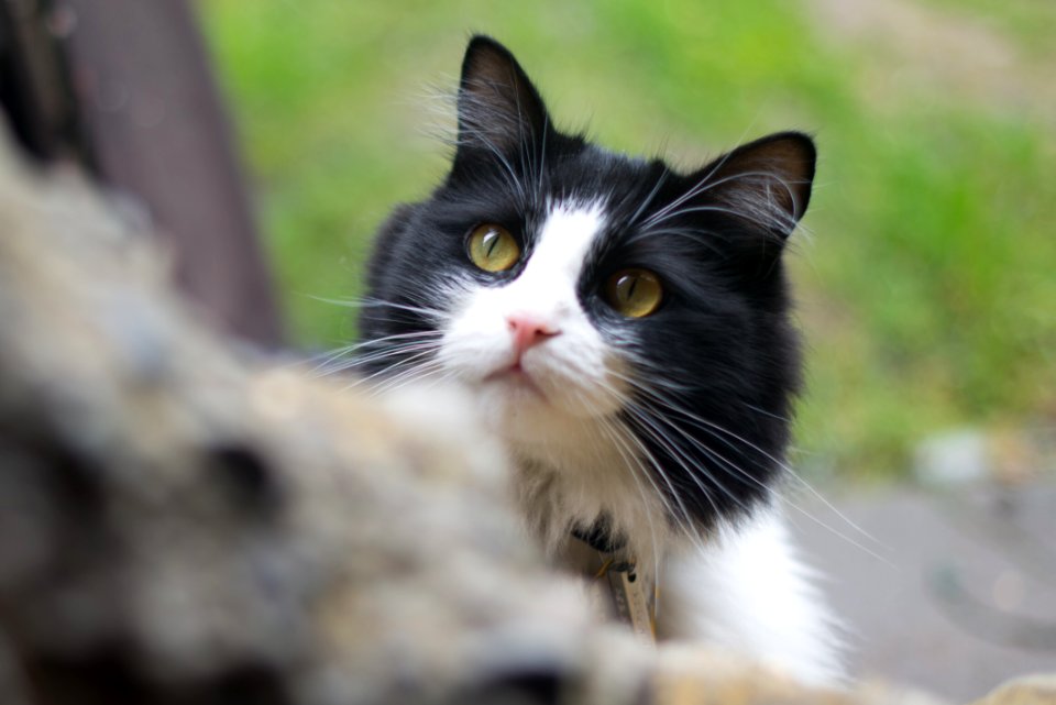 Adorable Animal Cat