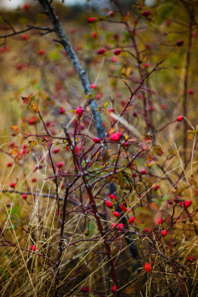 Berry Depth Of photo