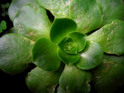 Botanical Cactus Close-up photo