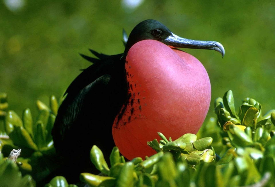 Frigate magnificient birds