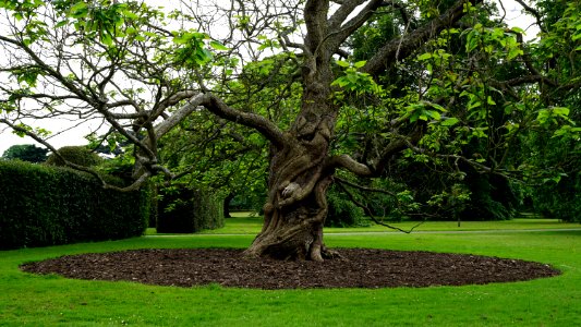 Beautiful Branches Daylight