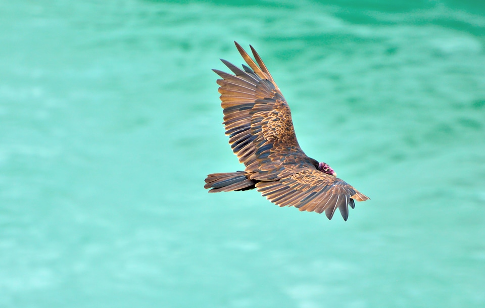 Bird wildlife niagara river