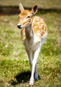 Wildlife Deer Terrestrial Animal Fauna photo