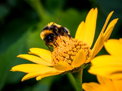 Bee Honey Bee Flower Yellow photo