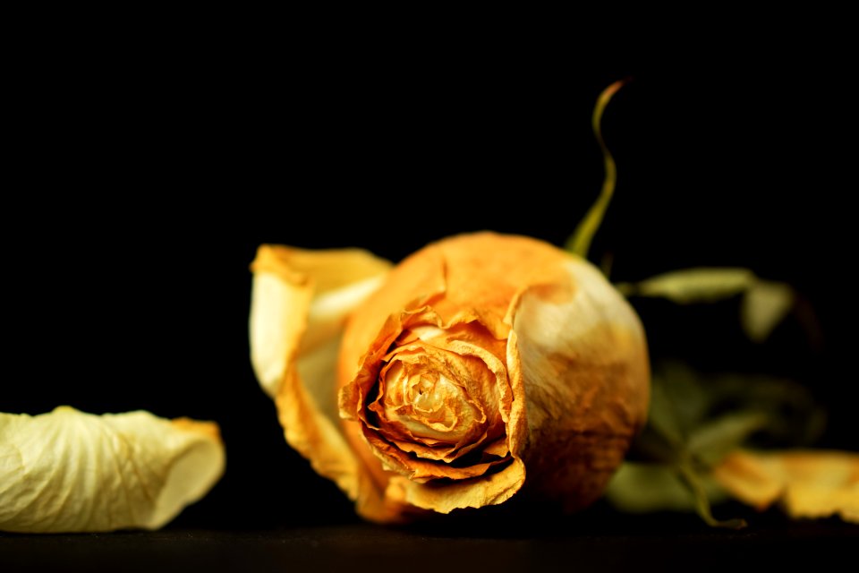 Yellow Still Life Photography Flower Close Up