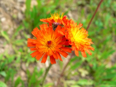 Flower Flora Wildflower Daisy Family