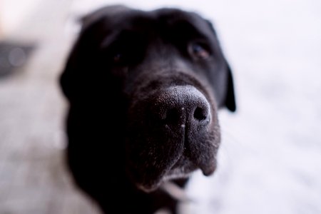 Close Photography Of Short-coated Black And White Dog photo
