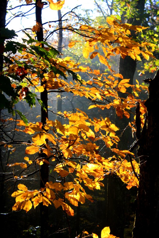 Leaf Yellow Nature Tree