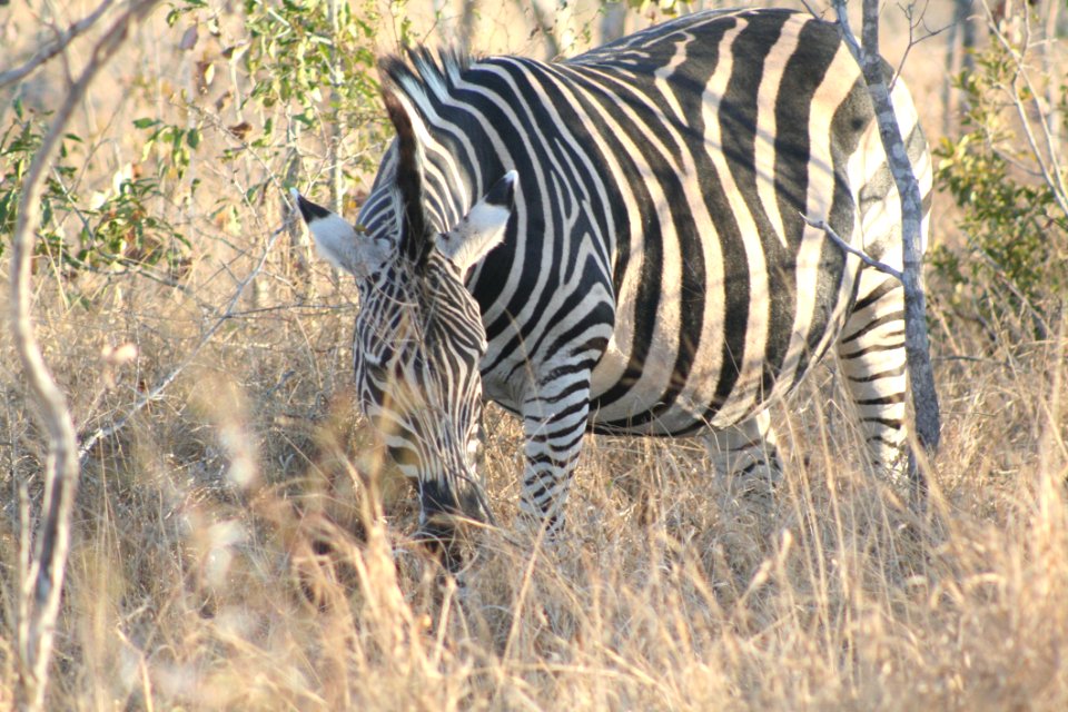Wildlife Terrestrial Animal Zebra Grassland