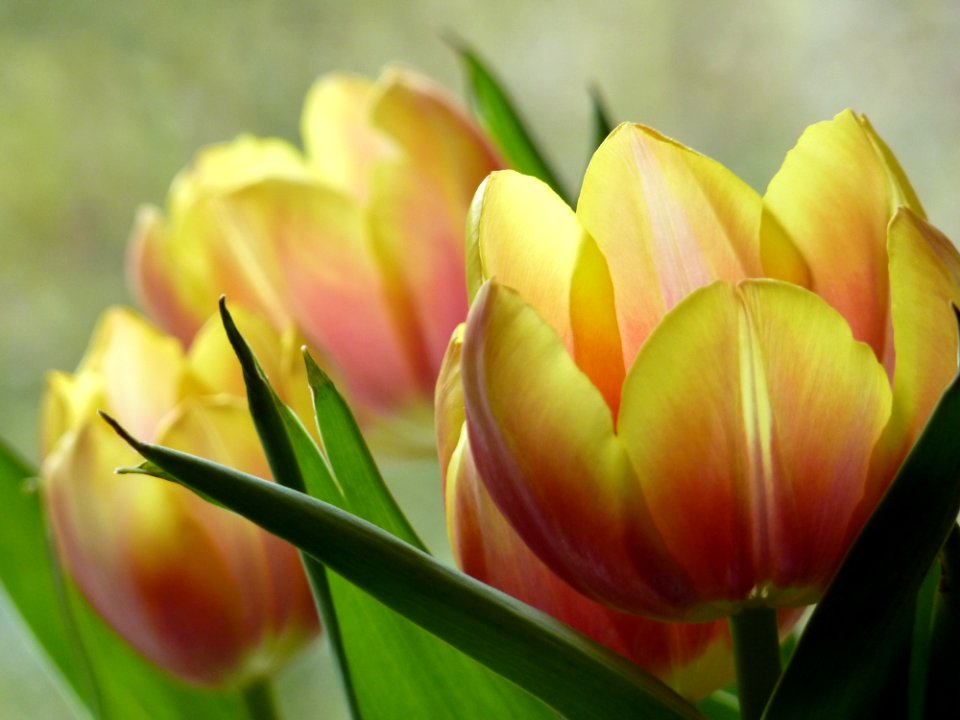 Flower Plant Flowering Plant Tulip