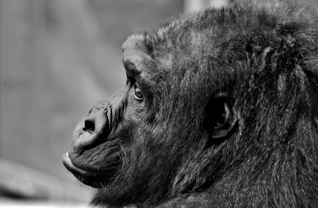 Black Wildlife Great Ape Black And White photo