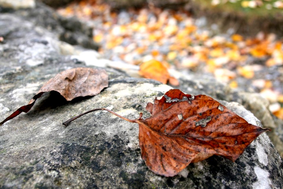 Leaf Plant Autumn Deciduous
