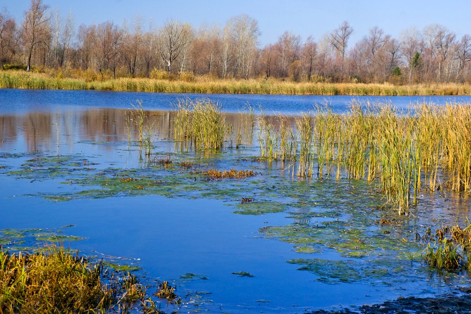 Water Wetland Reflection Nature Reserve photo