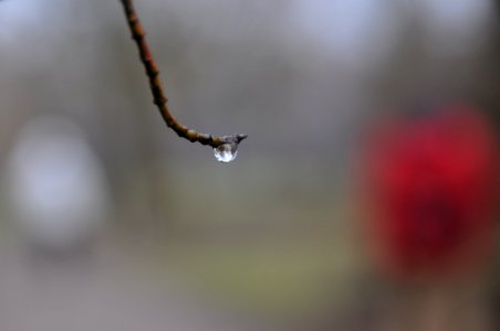 Water Macro Photography Close Up Twig