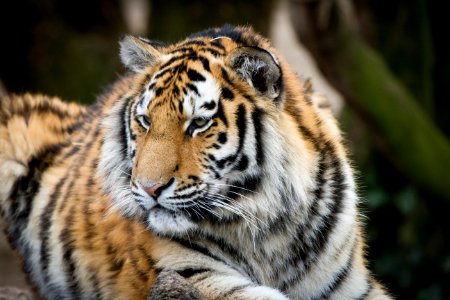 Wildlife Tiger Mammal Terrestrial Animal photo