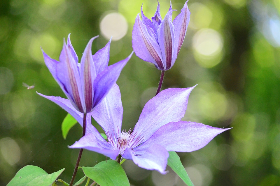 Climber plant flower purple