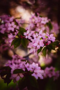 Beautiful Bloom Blooming Blossom photo