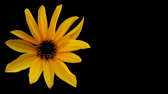 Flower Yellow Sunflower Close Up photo