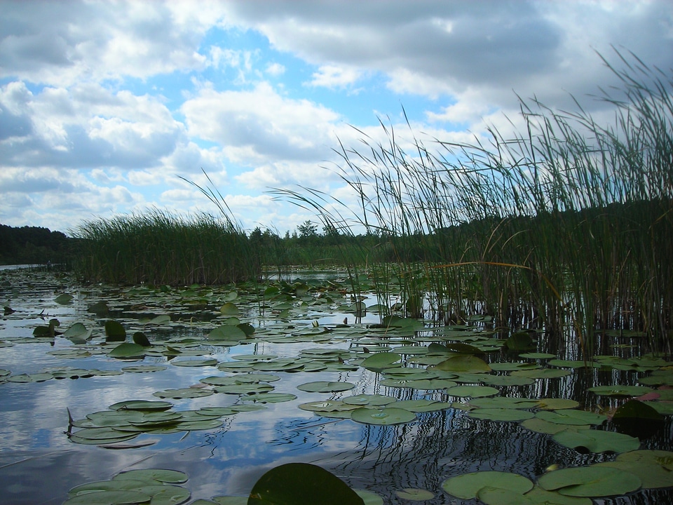 Paddle reed water lilies