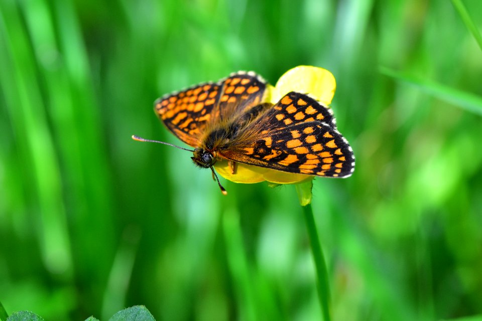 Araignes Insectes Et Fleurs De La Fort De Moulire (Le Gchet De Villiers - La Valle Des Trembles)