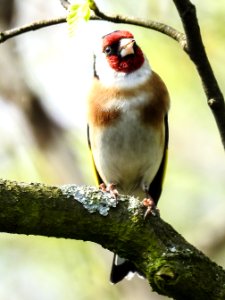 Bird Finch Beak Fauna photo