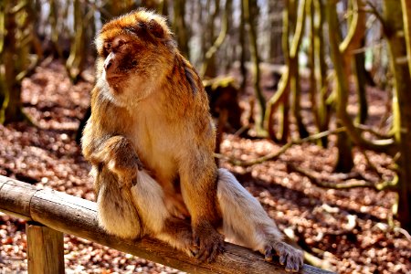 Macaque Fauna Mammal Wildlife