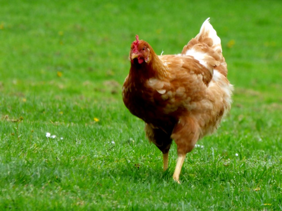 Chicken Them Brown