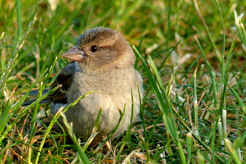 Bird Fauna Beak Sparrow photo