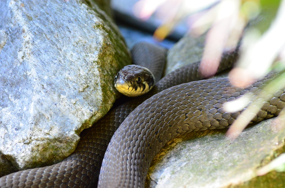 Snake reptile natter