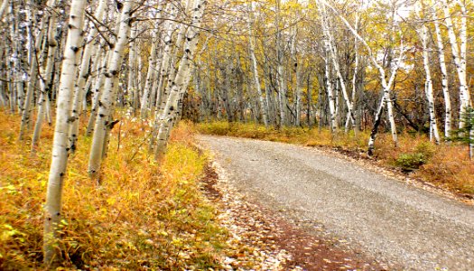Autumn Calgary Alberta (9)