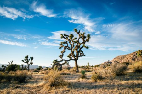 Desert Landscape photo