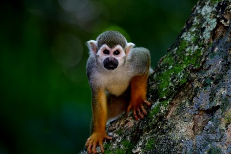 Squirrel Monkey Fauna Mammal New World Monkey