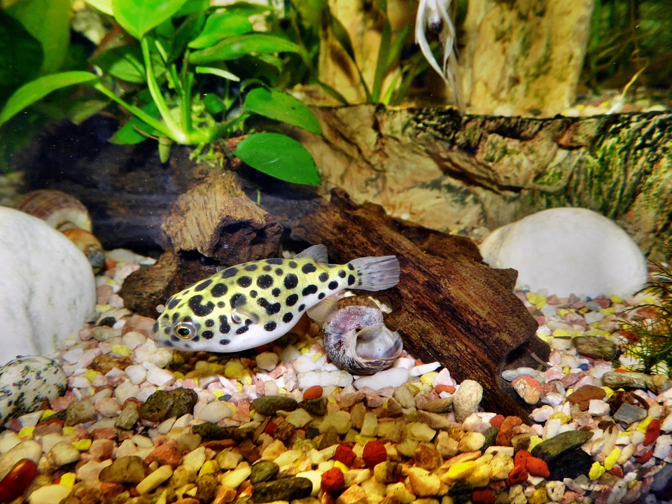 Fish animal water