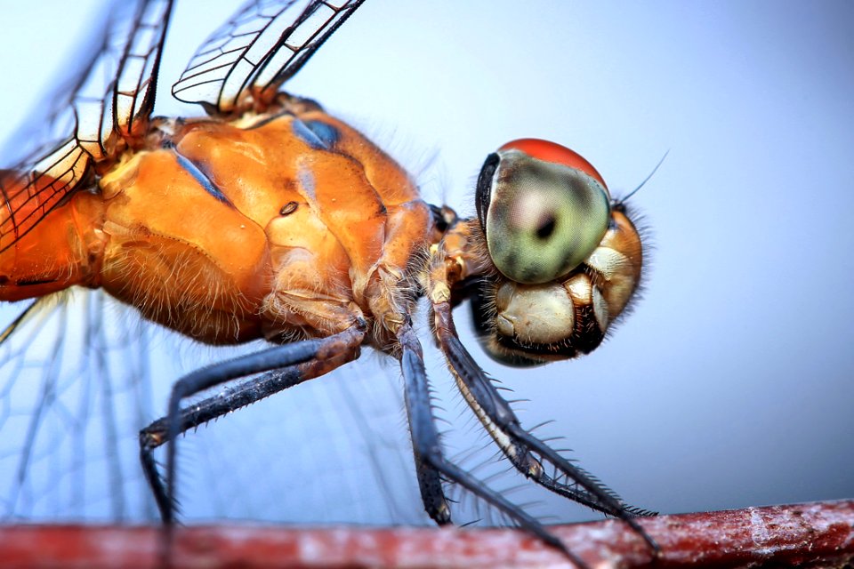Insect Invertebrate Close Up Macro Photography