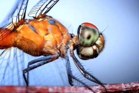 Insect Invertebrate Close Up Macro Photography photo