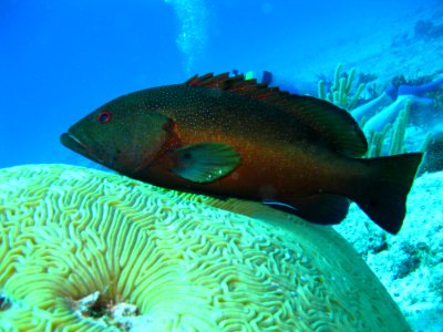 Black And Grey Fish Underwater
