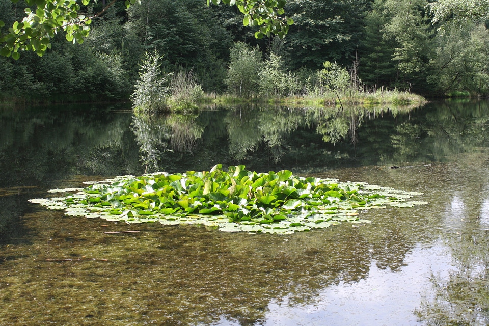 Water lilies nuphar nature conservation