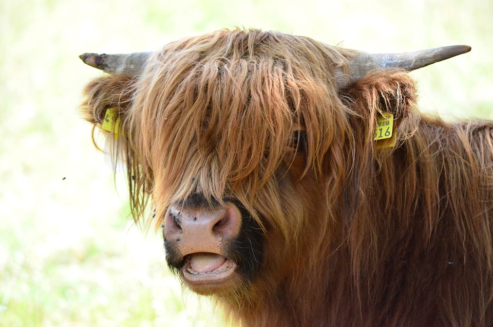 Highland beef horns cow
