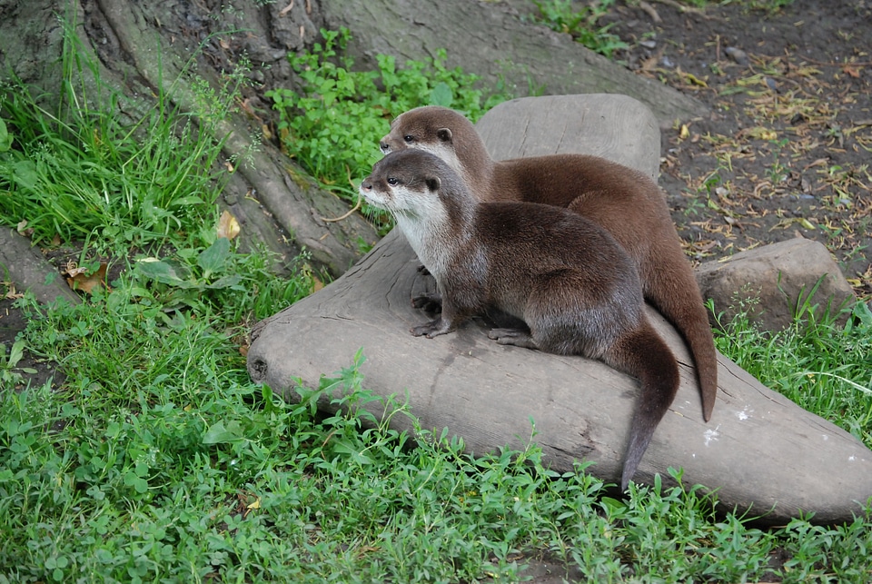 Mammal zoo wildlife