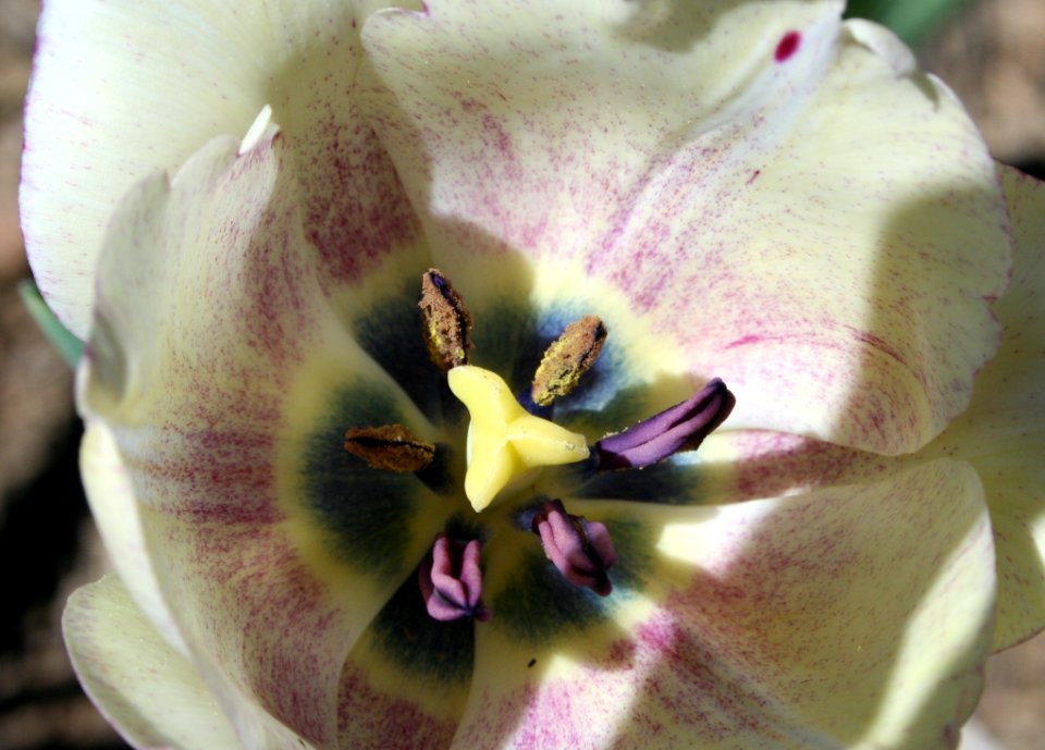 Flower Flora Flowering Plant Plant