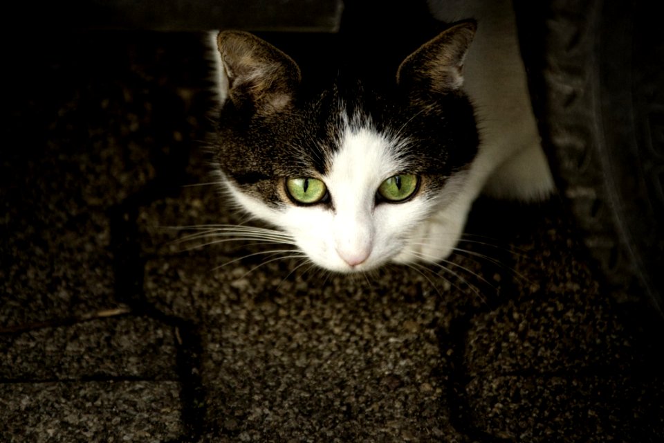 Cat Whiskers Fauna Mammal