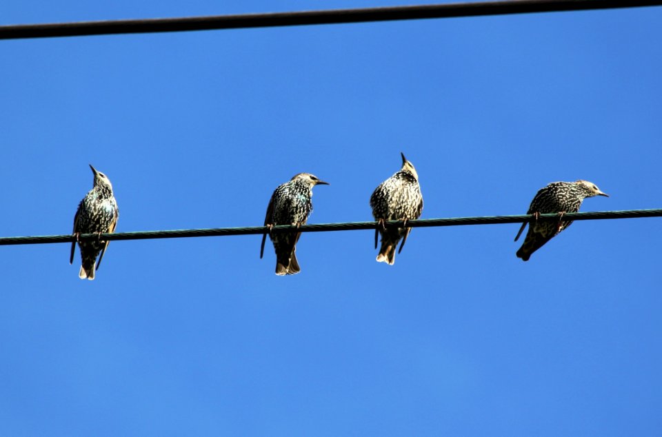 Bird Fauna Sky Beak