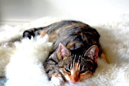 Tabby Cat On Blanket photo