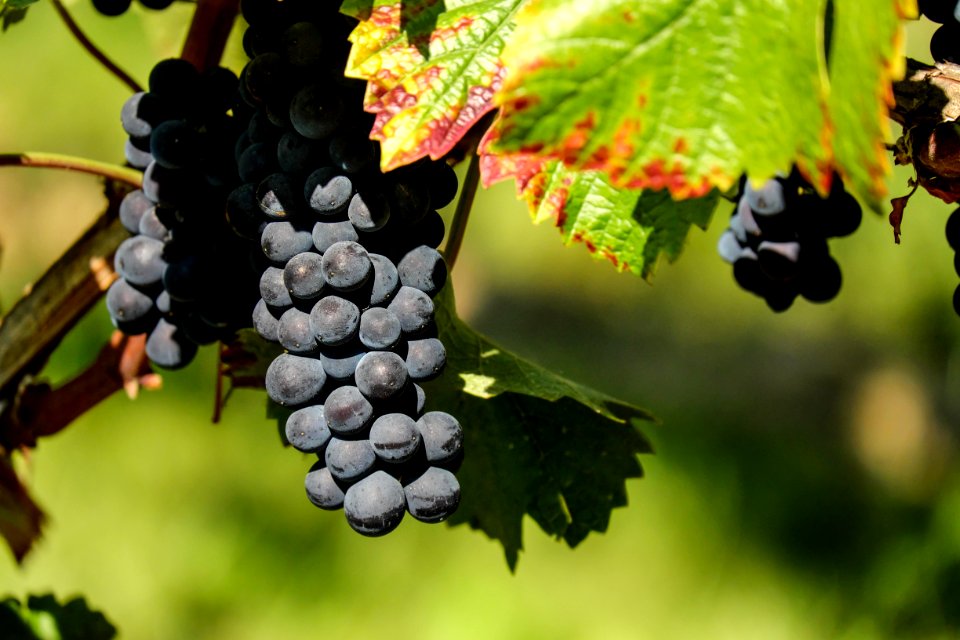 Grape Fruit Grapevine Family Vitis