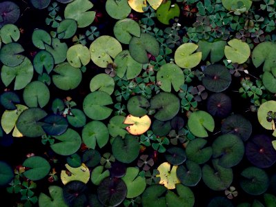 Water Lilies photo