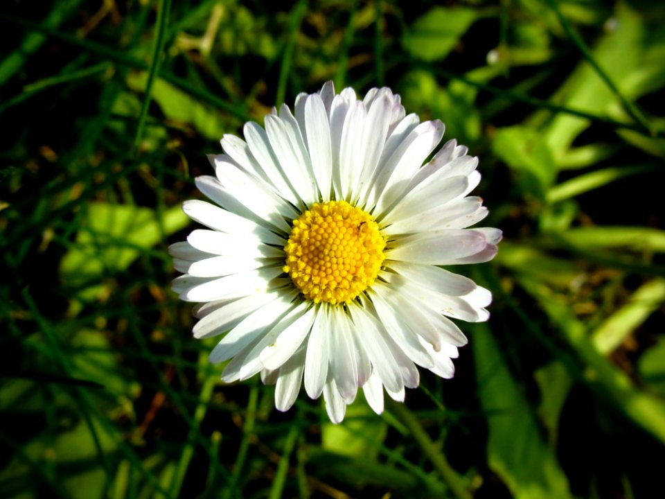 Daisy Flowers