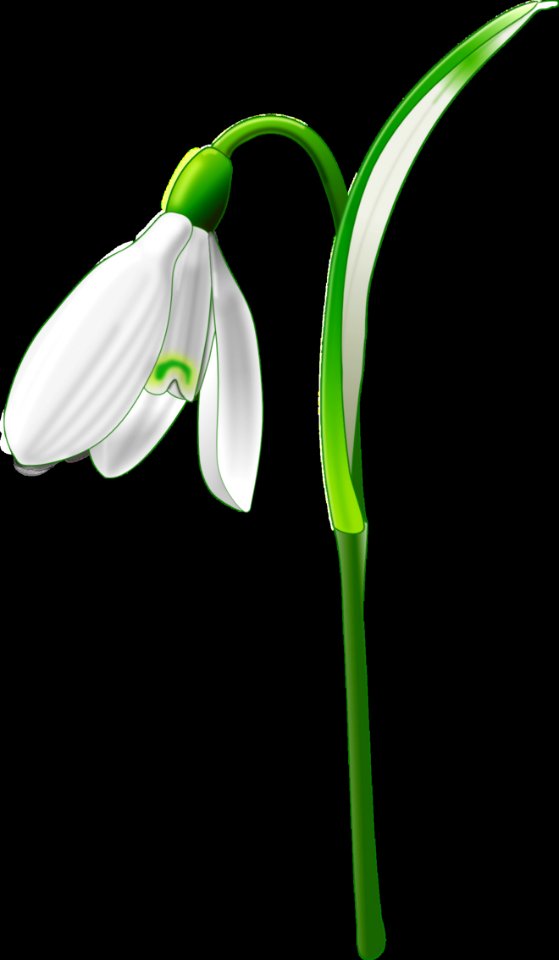 Flower Green Flora Plant